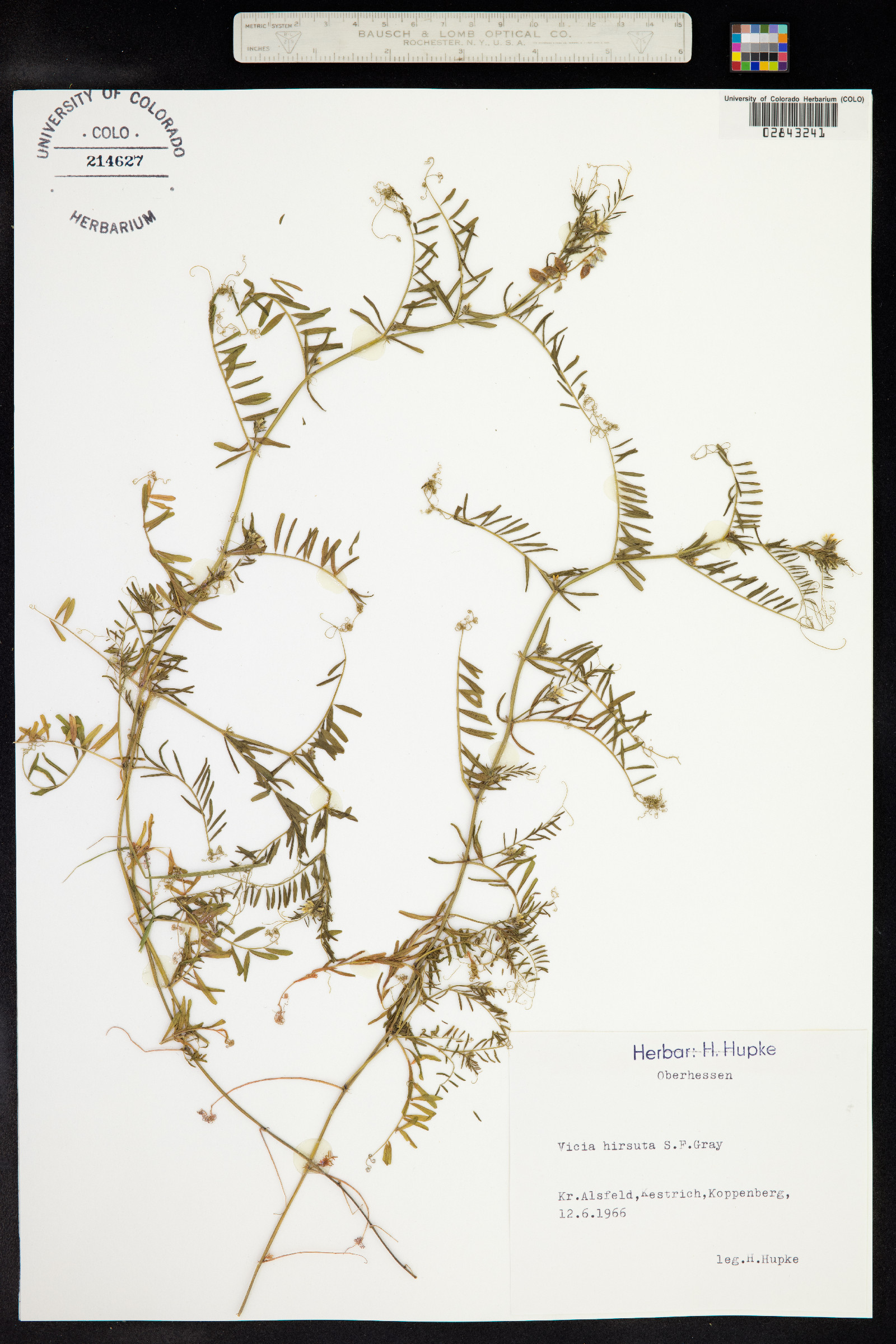 Vicia hirsuta image