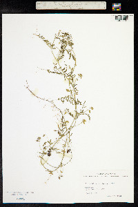 Vicia hirsuta image