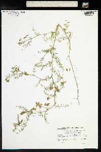 Vicia hirsuta image