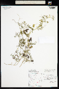 Vicia hirsuta image