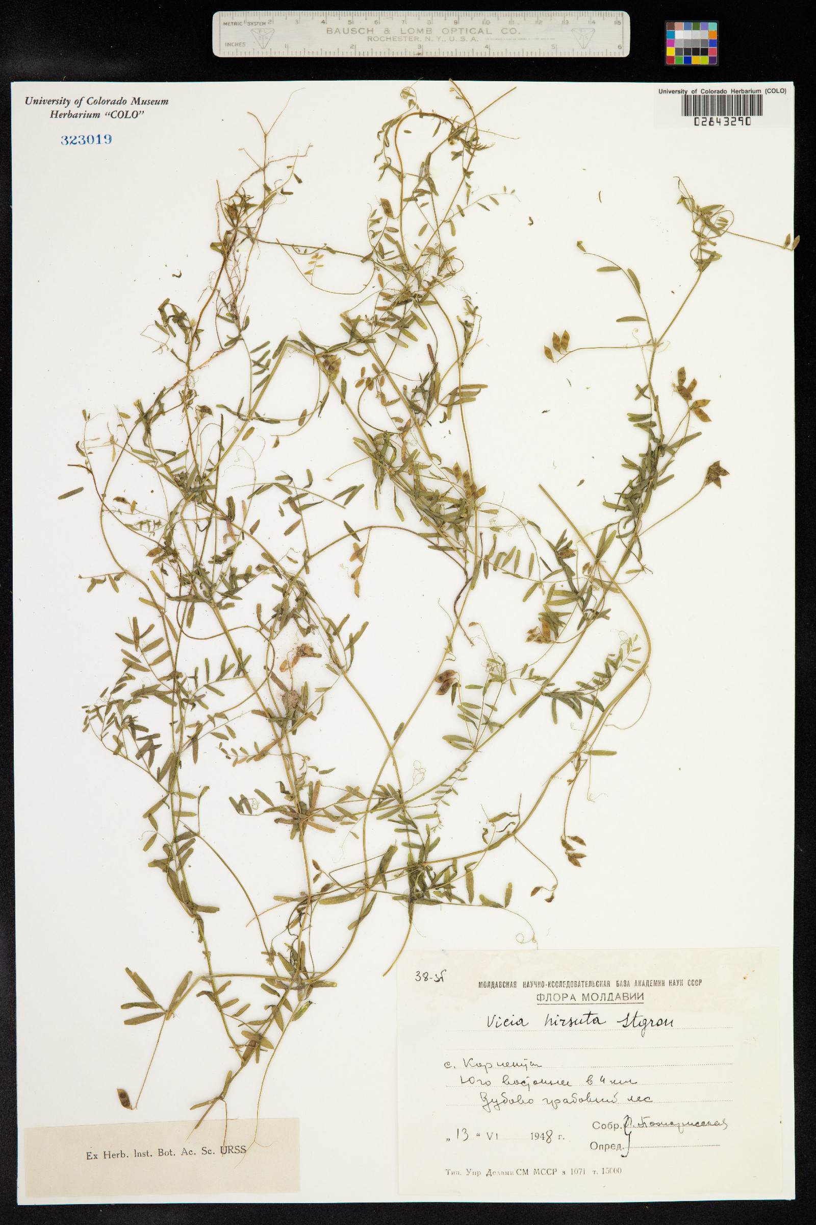 Vicia hirsuta image