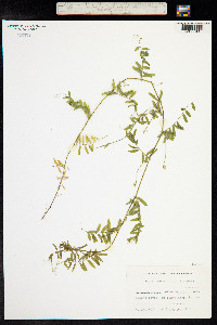 Vicia hirsuta image