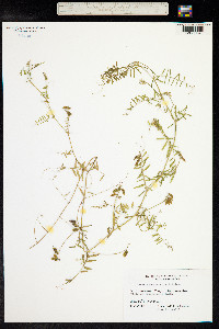 Vicia hirsuta image