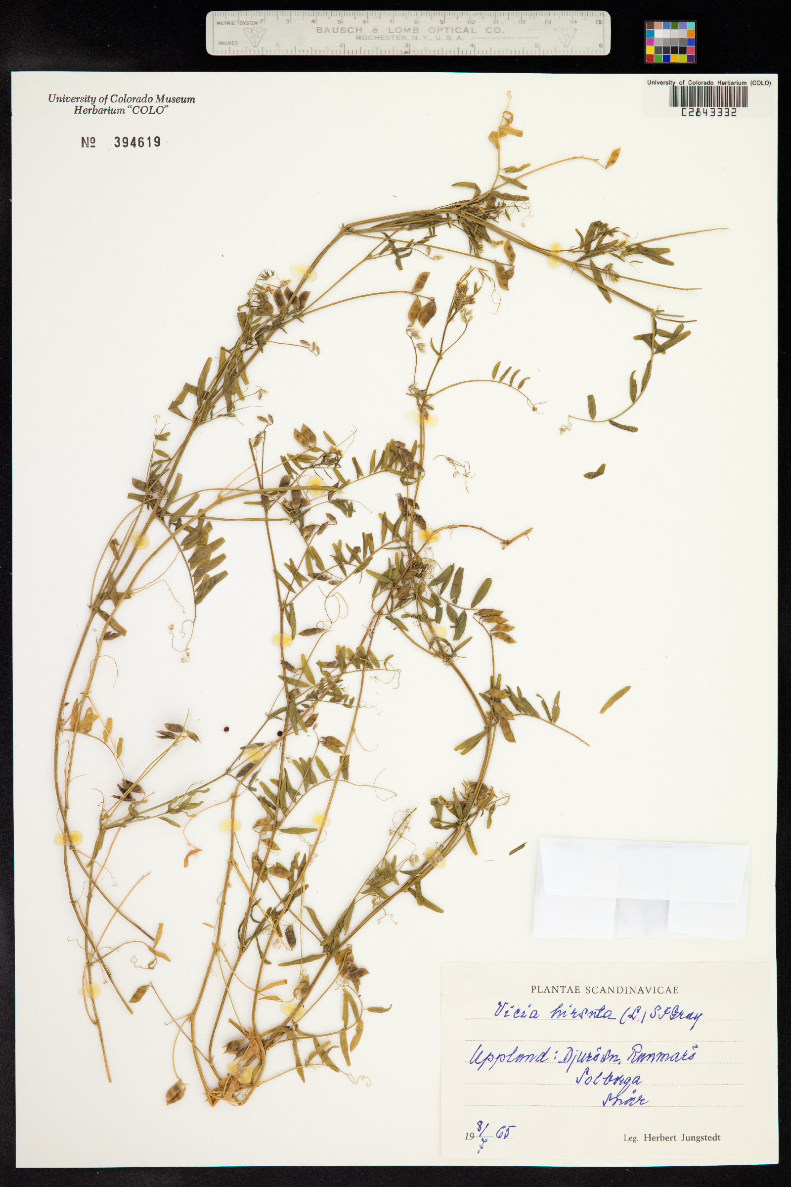 Vicia hirsuta image