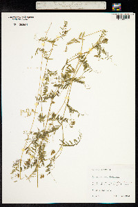 Vicia hirsuta image