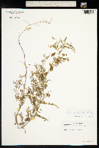 Vicia hirsuta image