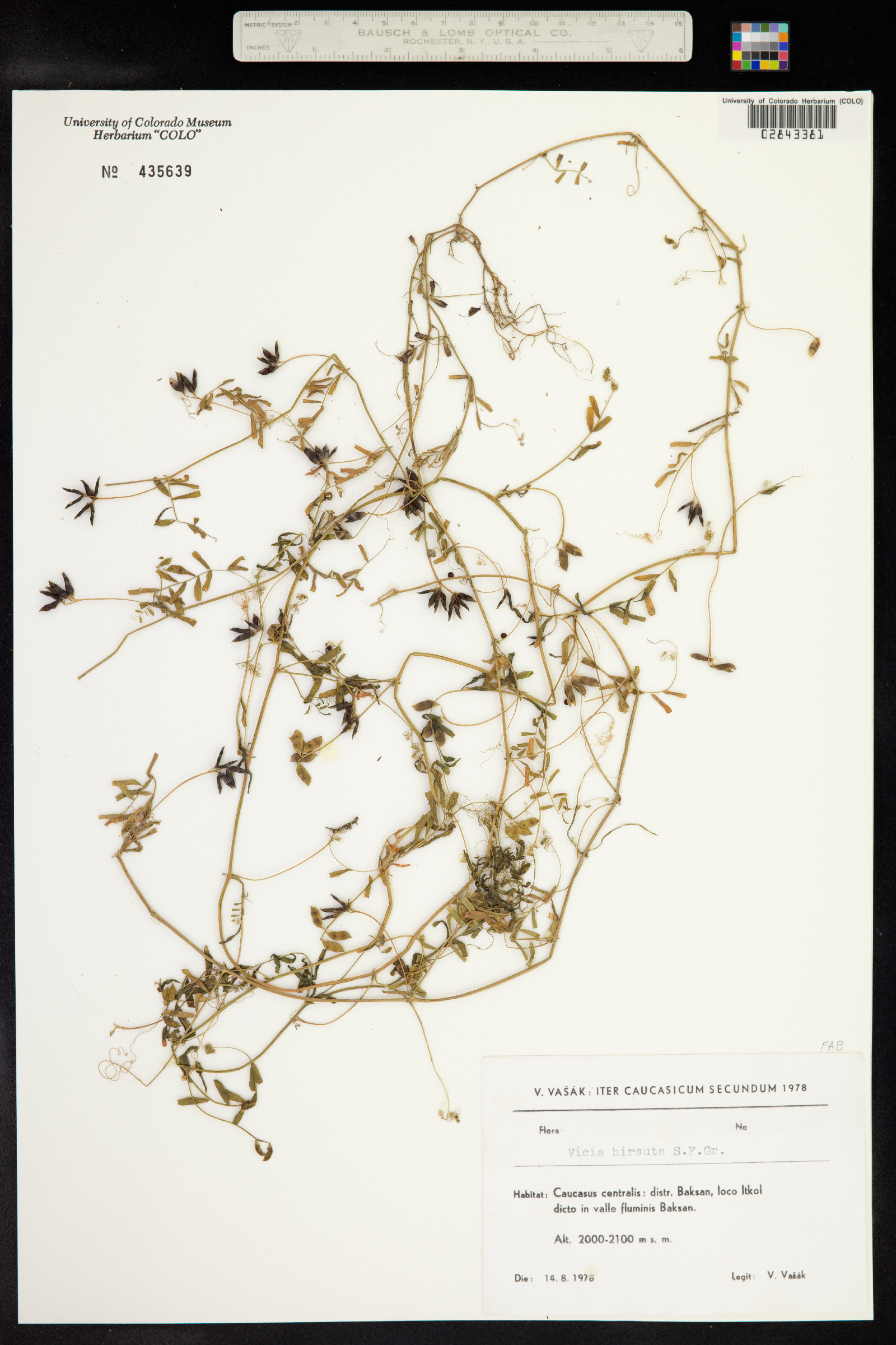 Vicia hirsuta image