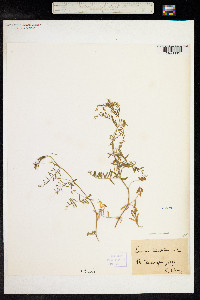 Vicia hirsuta image