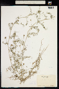 Vicia hirsuta image