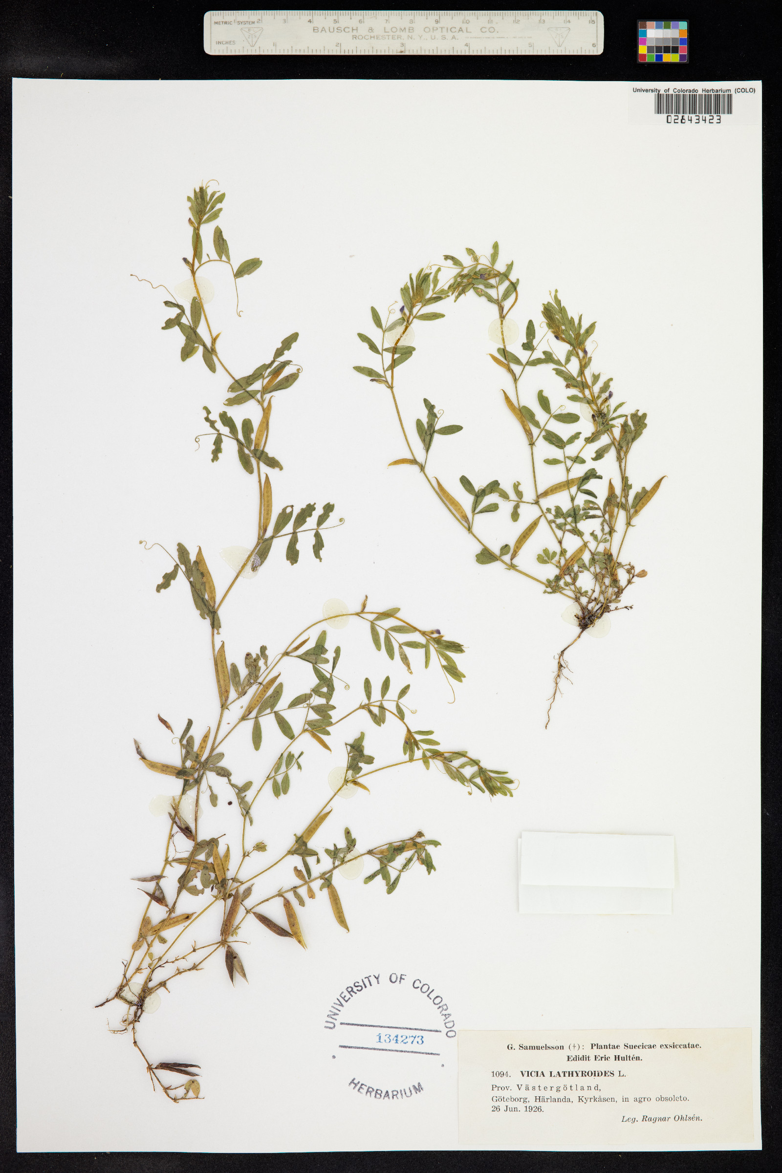 Vicia lathyroides image