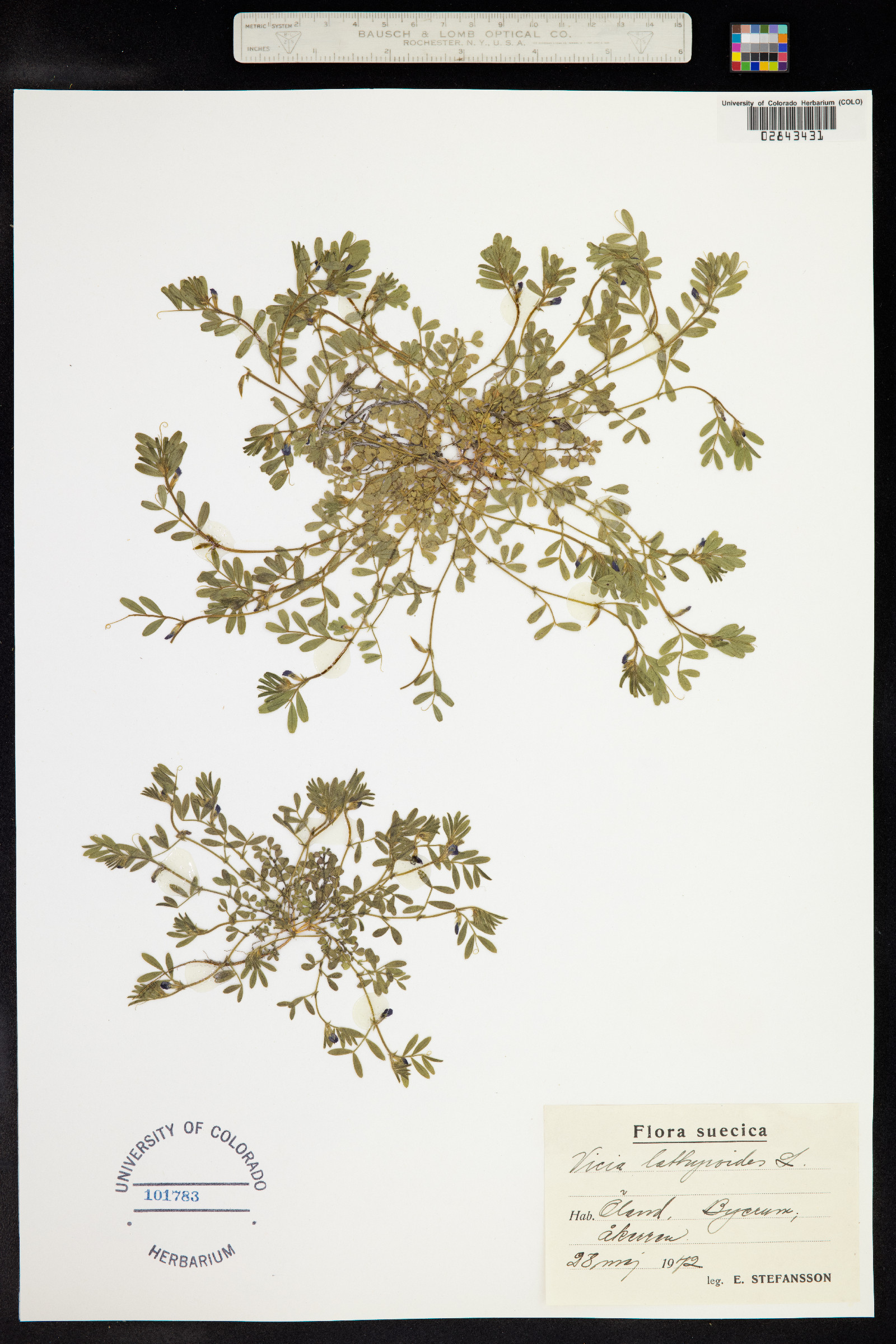 Vicia lathyroides image