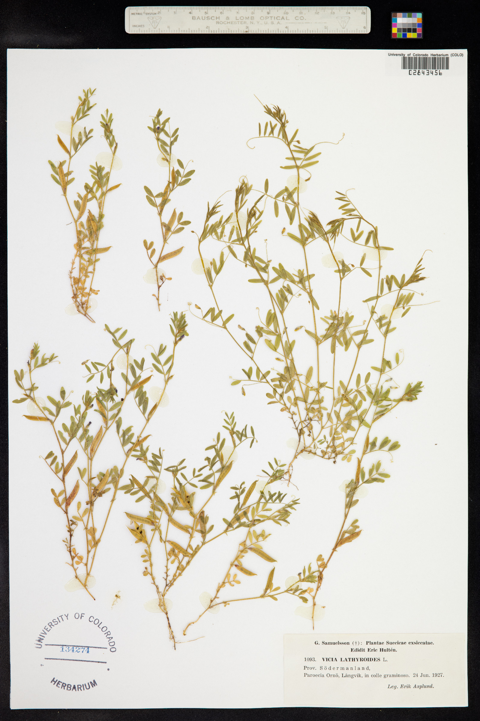 Vicia lathyroides image