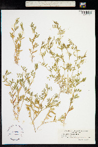 Vicia lathyroides image