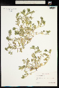 Vicia lathyroides image