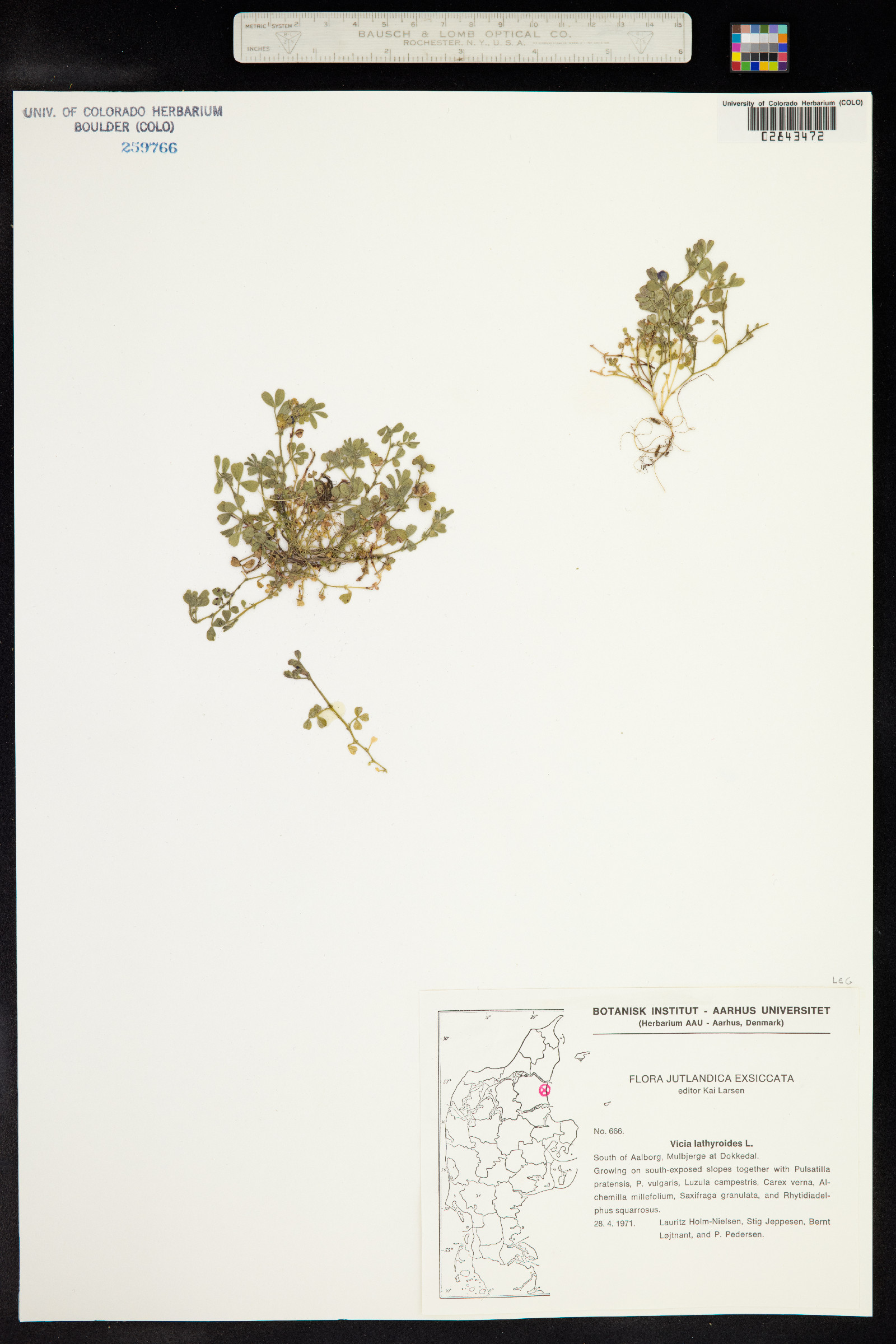 Vicia lathyroides image