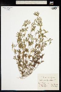 Vicia lathyroides image