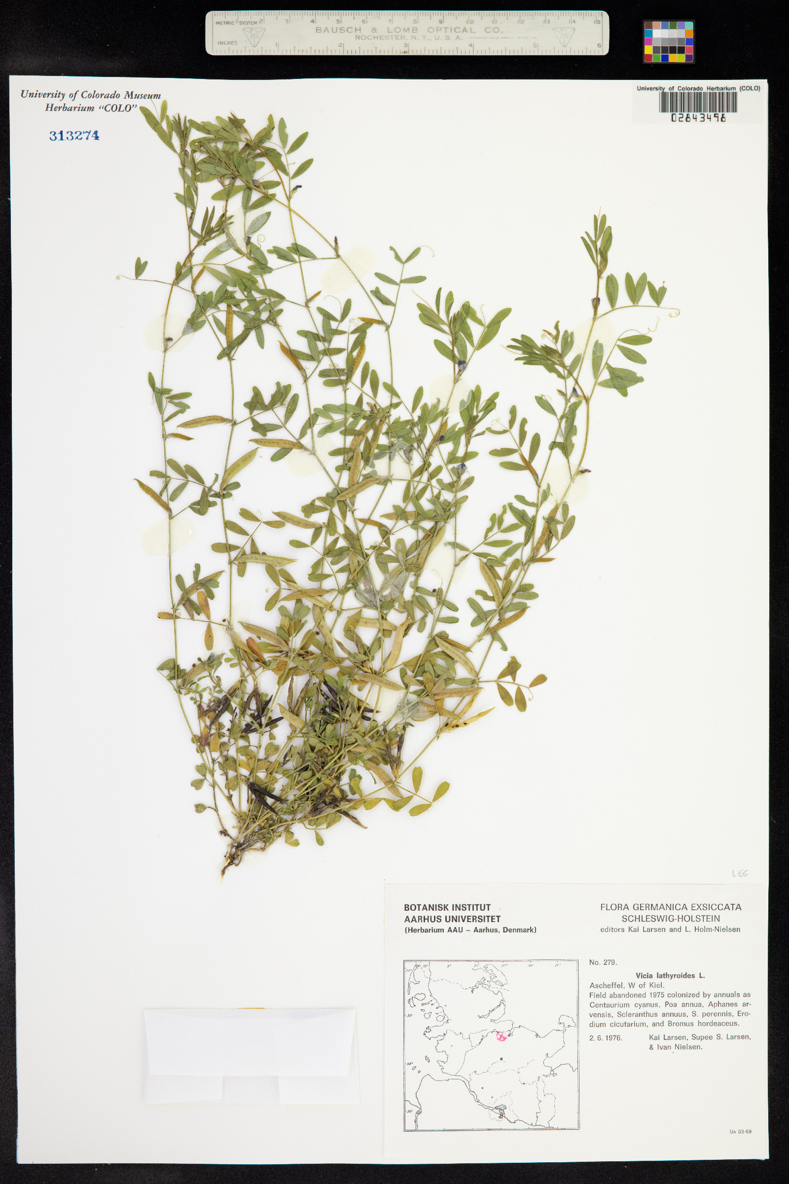 Vicia lathyroides image