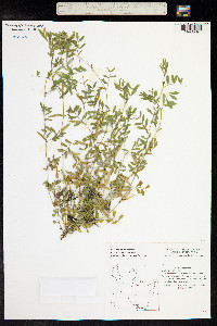 Vicia lathyroides image