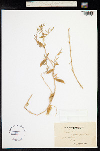 Vicia lutea image