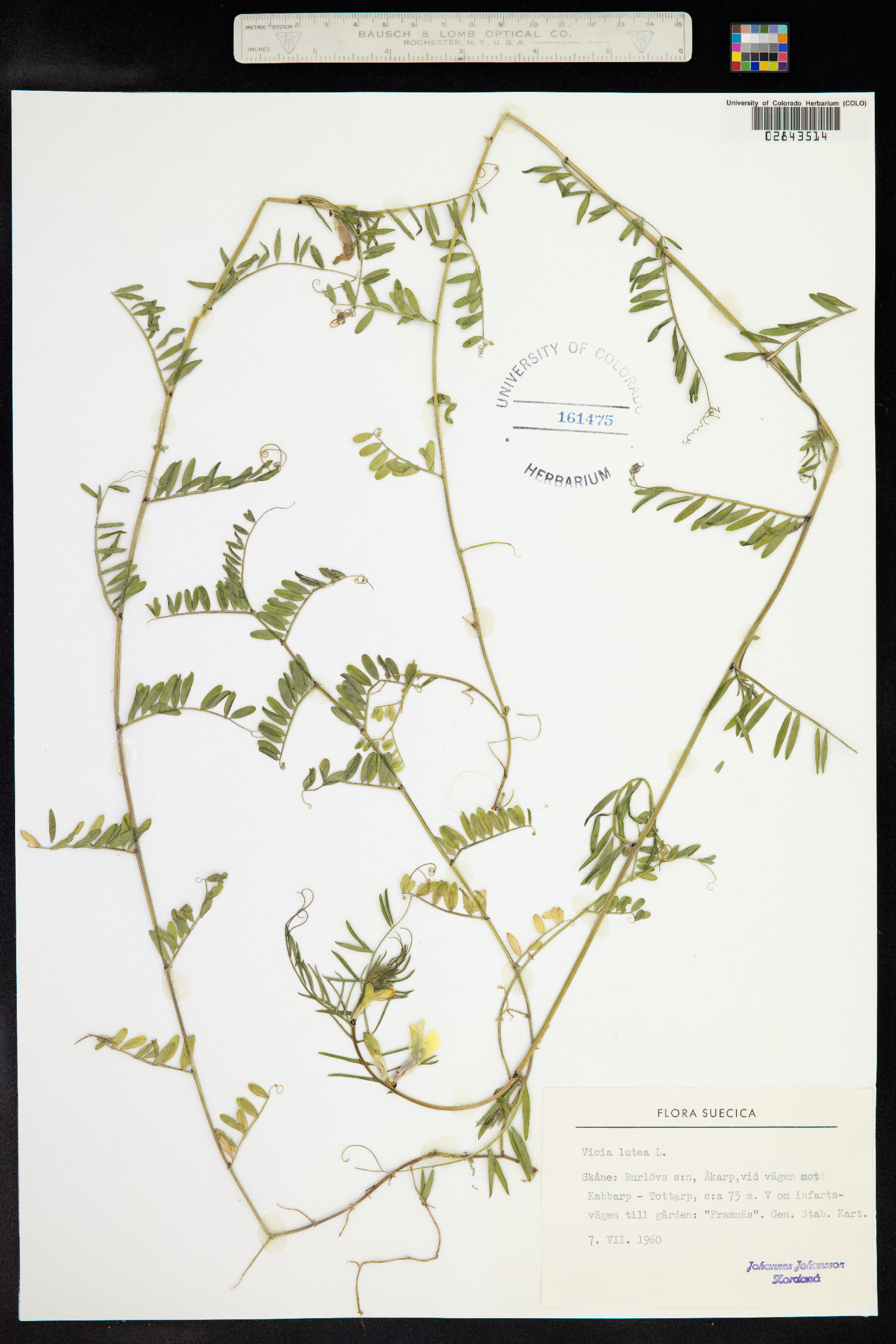 Vicia lutea image