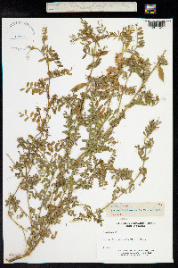 Vicia lutea image