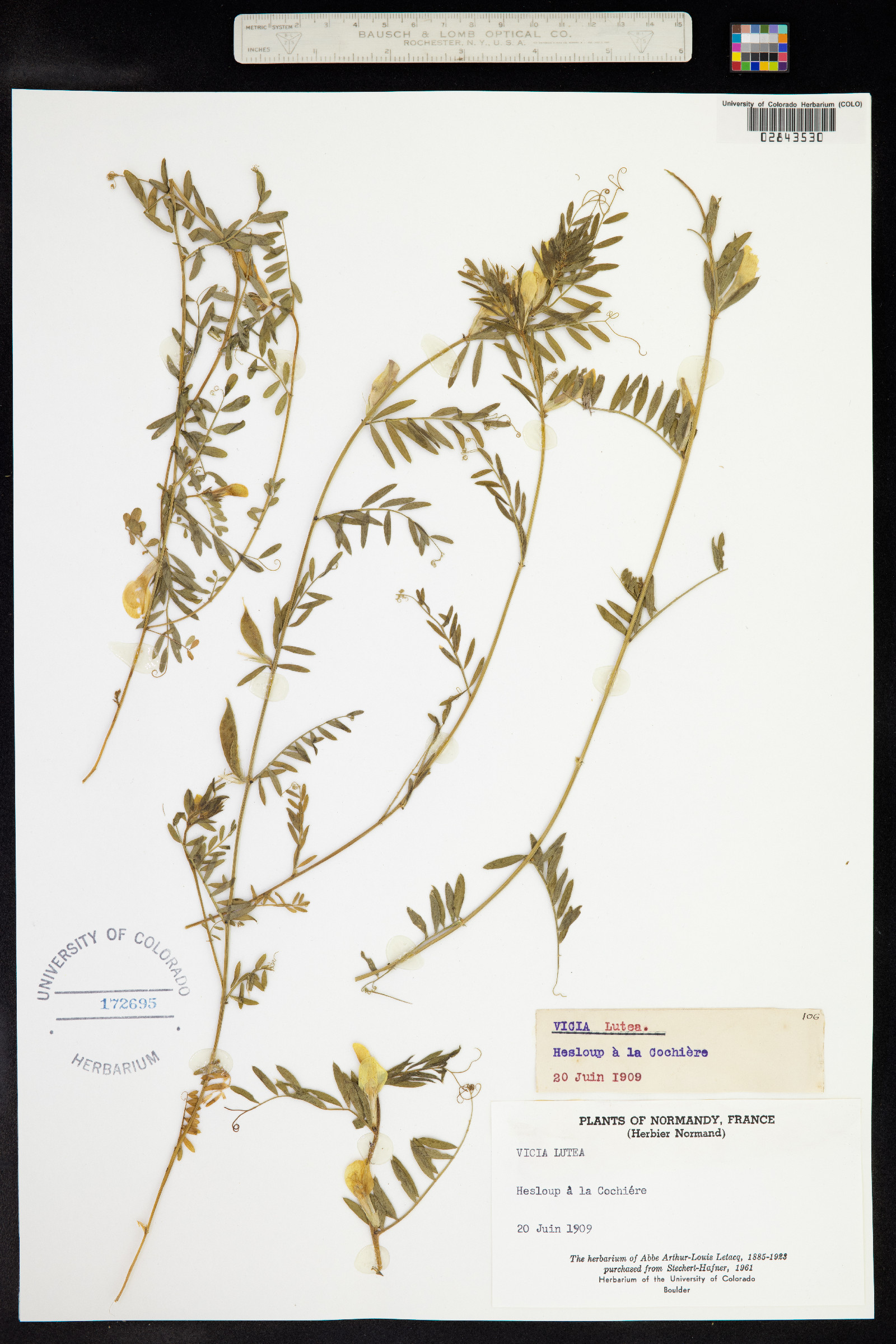 Vicia lutea image