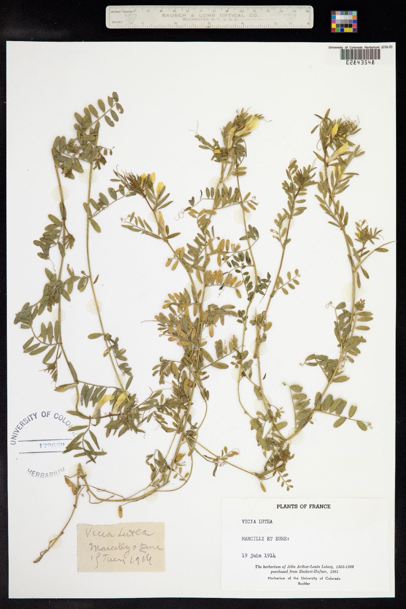 Vicia lutea image