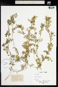 Vicia lutea image