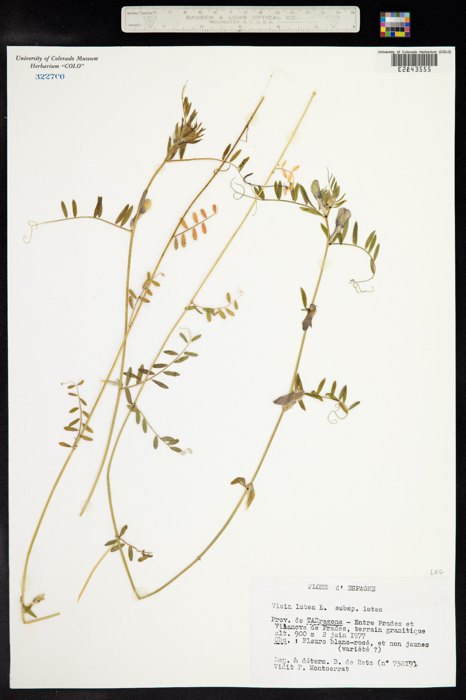 Vicia lutea image