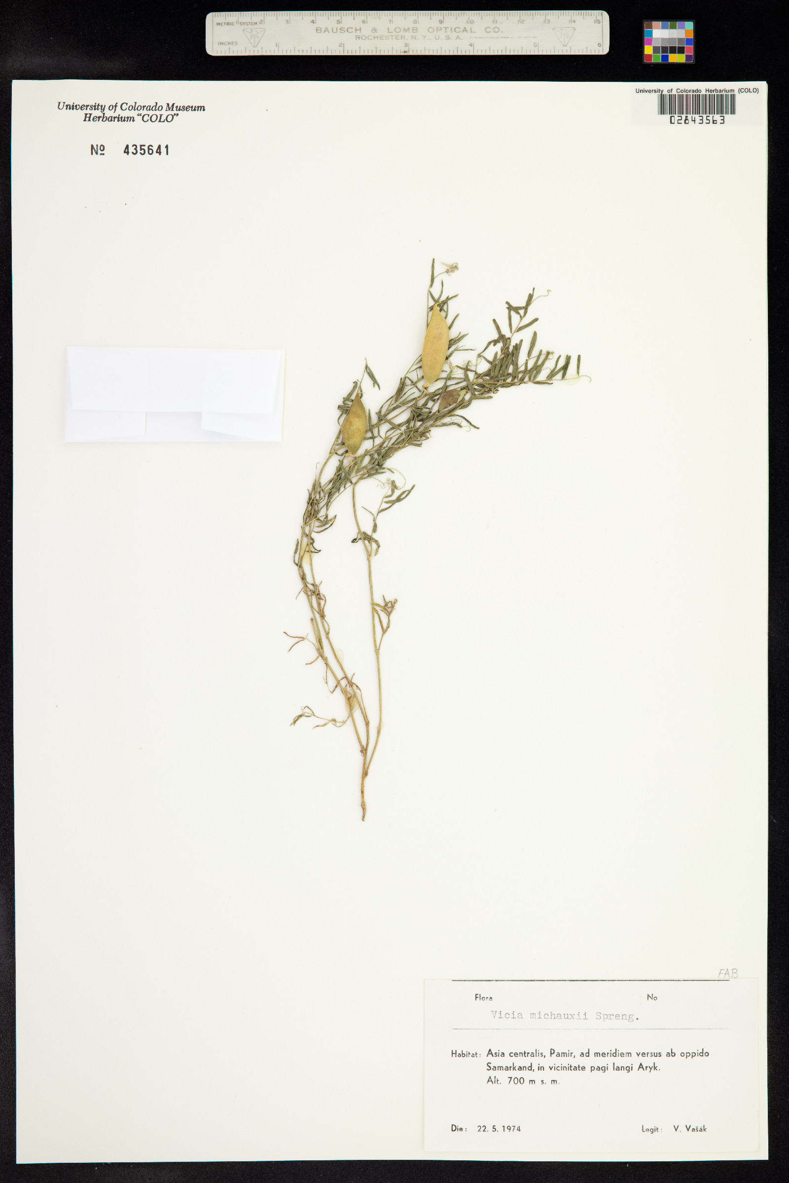 Vicia michauxii image