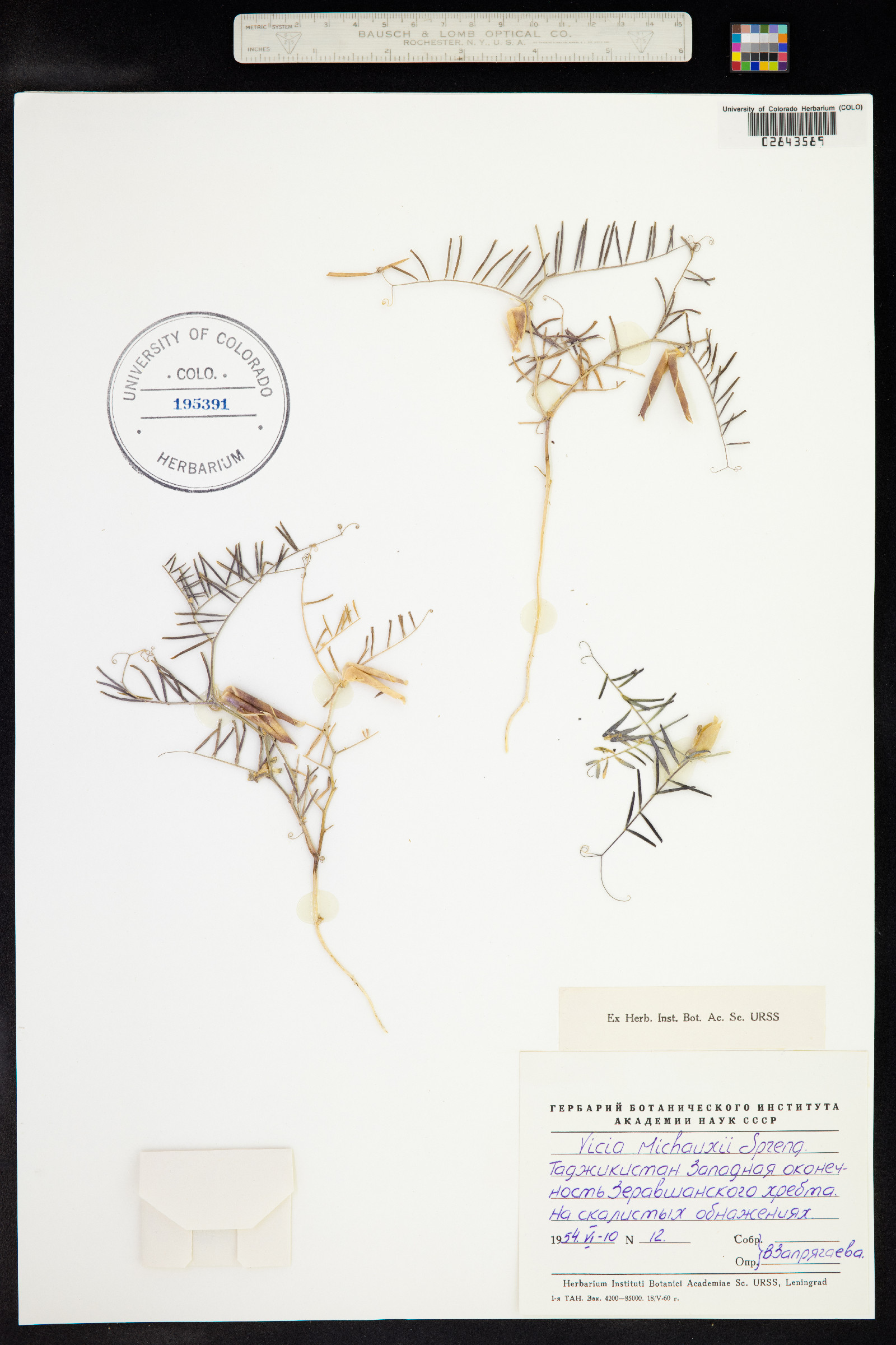 Vicia michauxii image