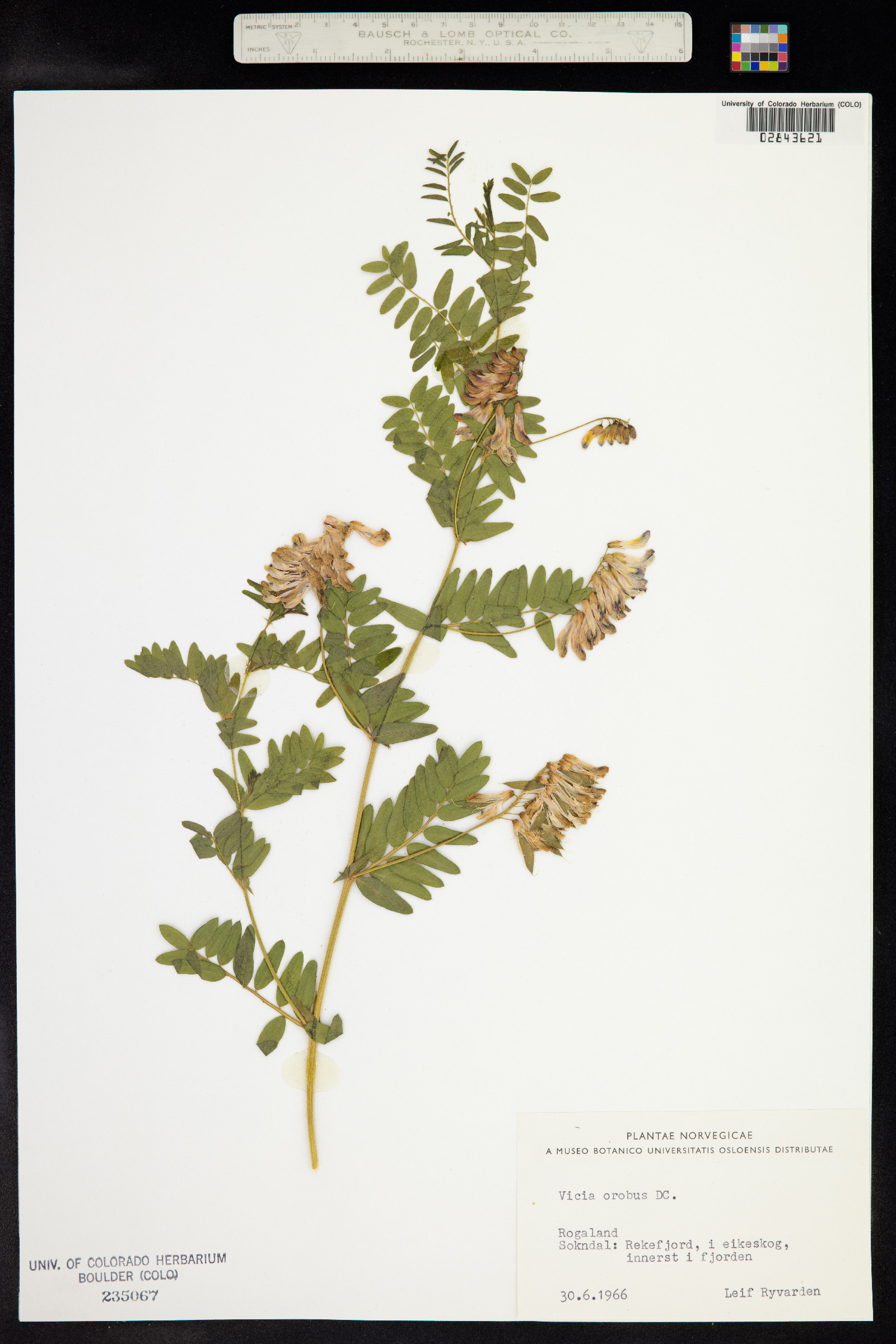 Vicia orobus image