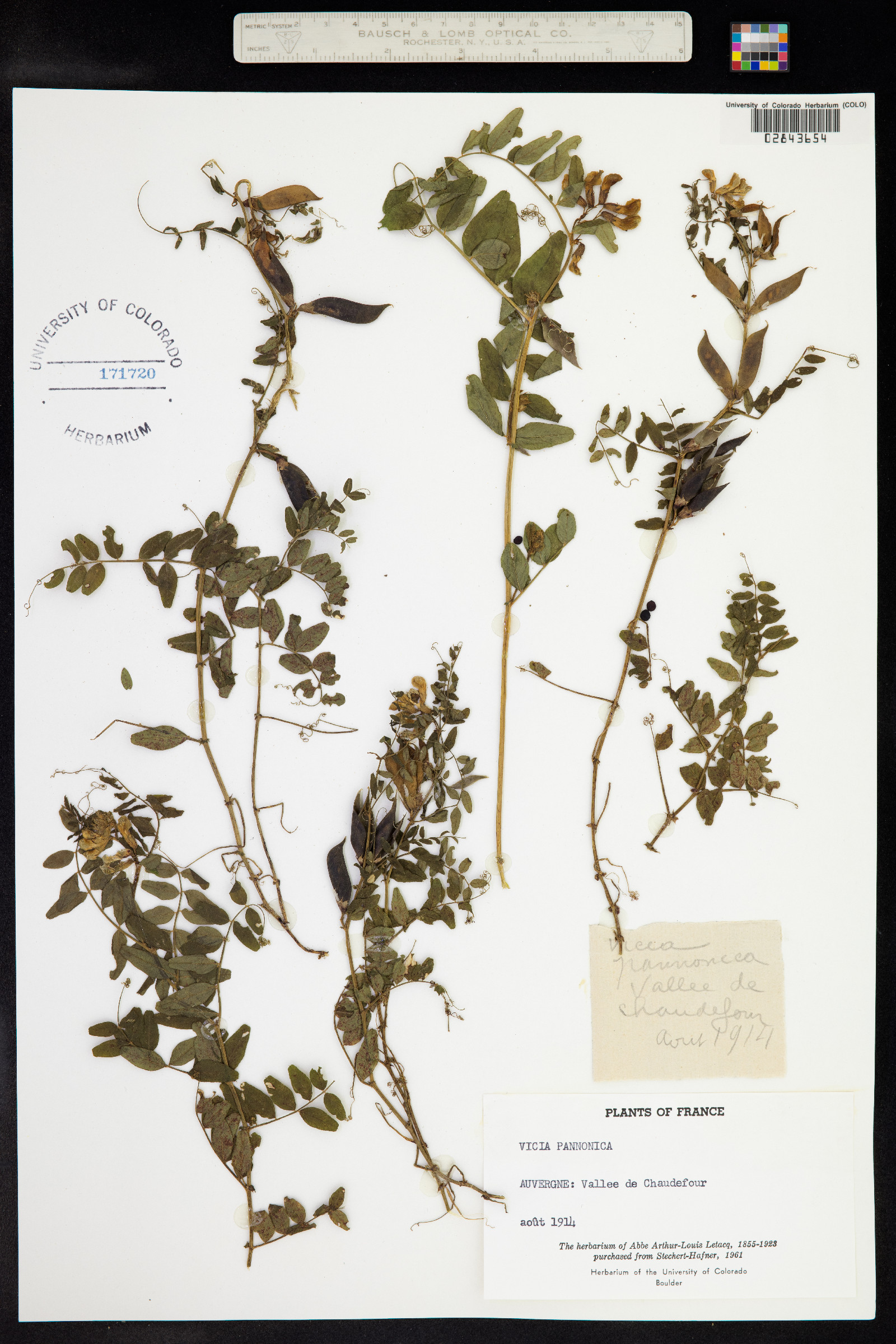Vicia pannonica image