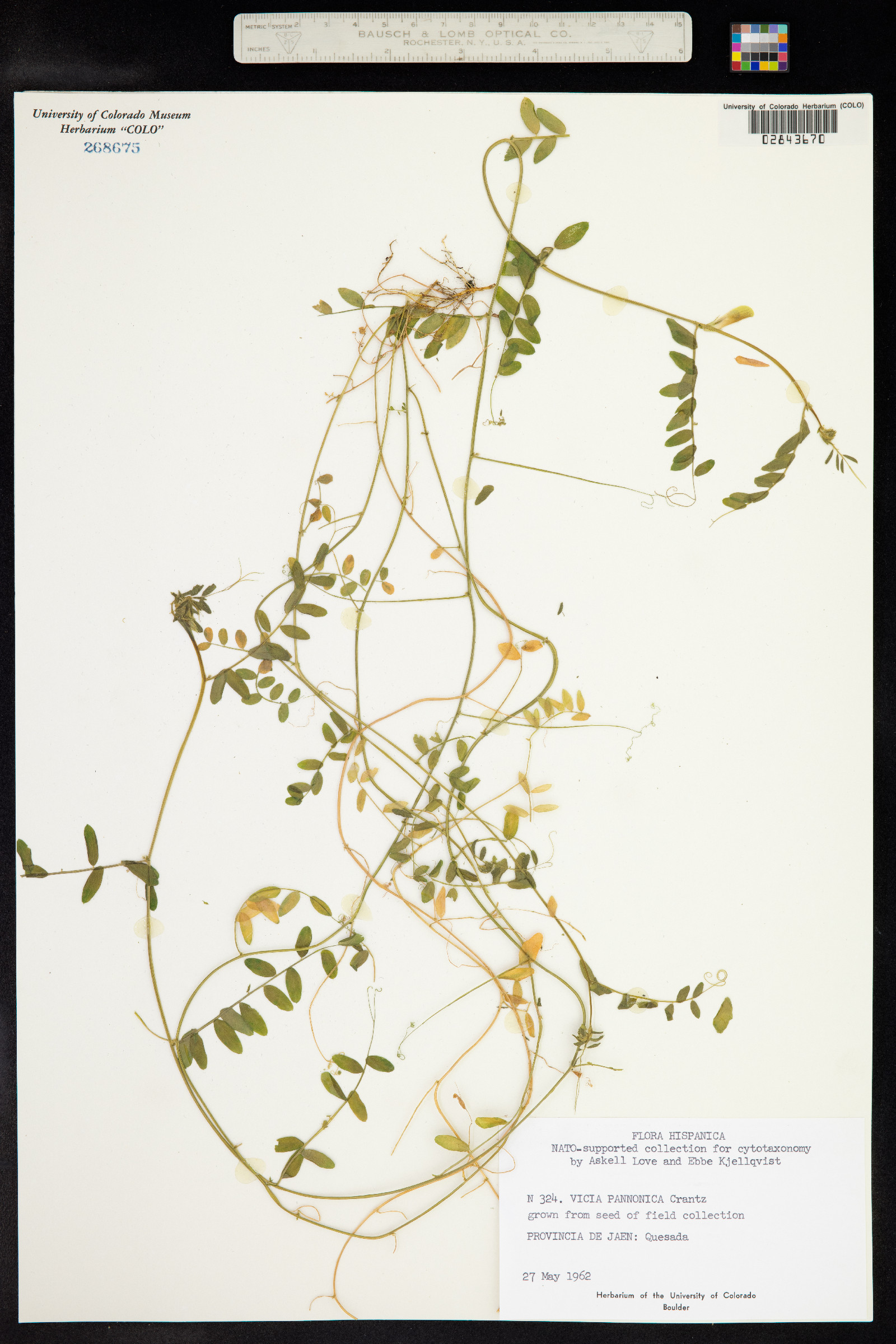 Vicia pannonica image