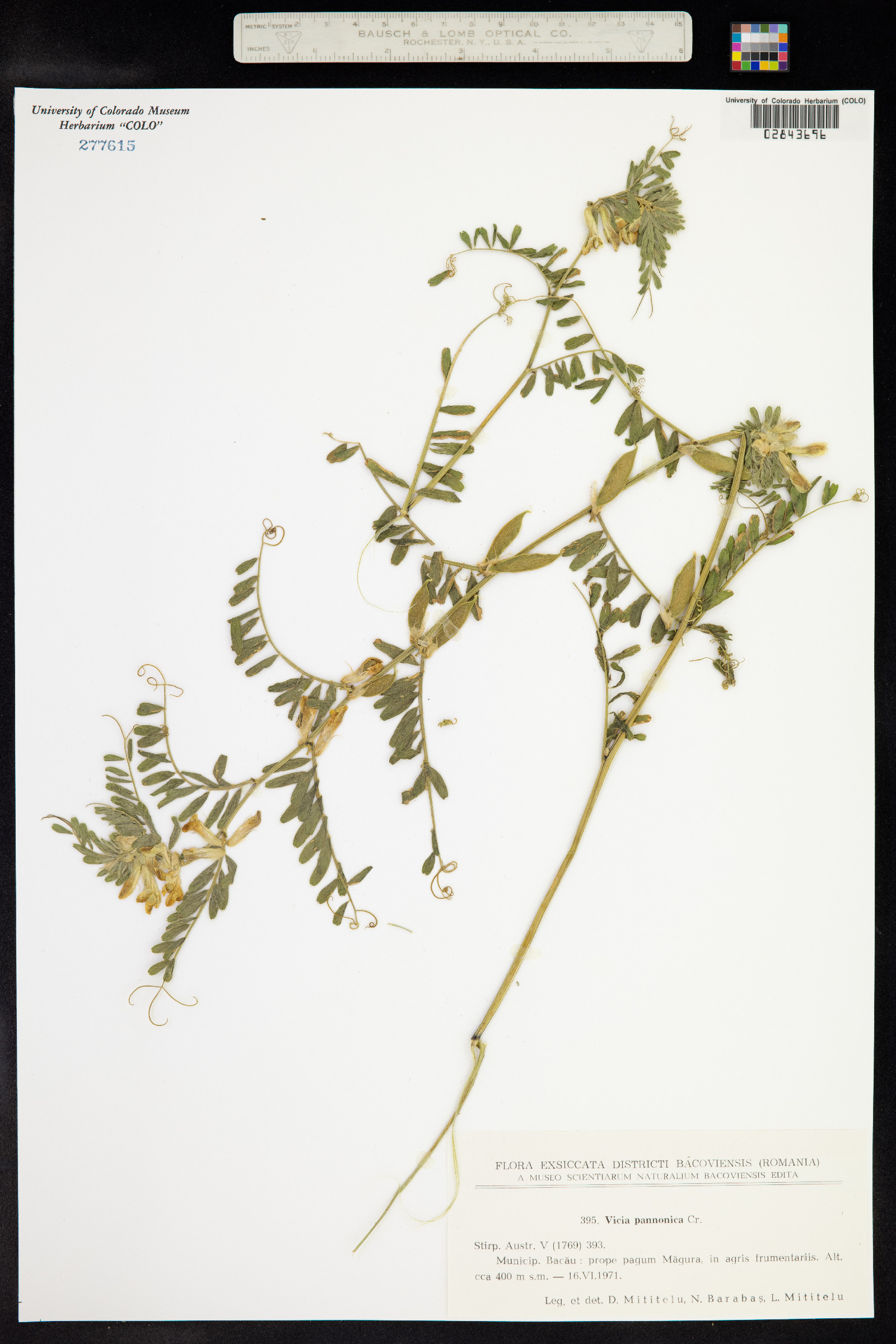 Vicia pannonica image