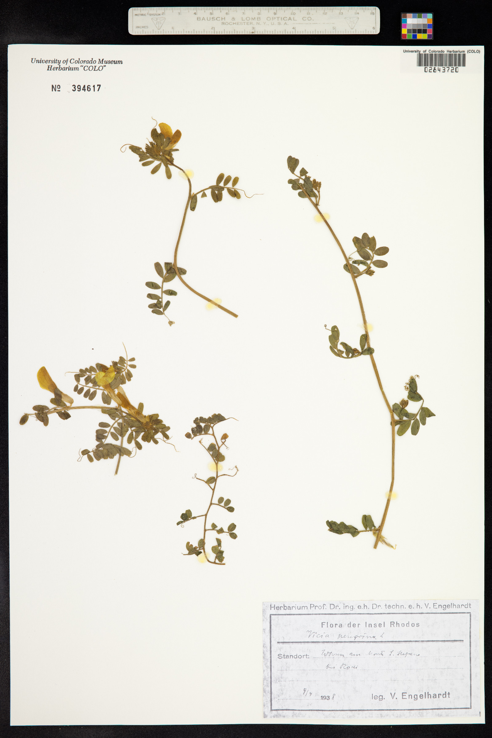 Vicia peregrina image