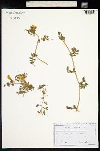 Vicia peregrina image