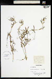 Vicia peregrina image