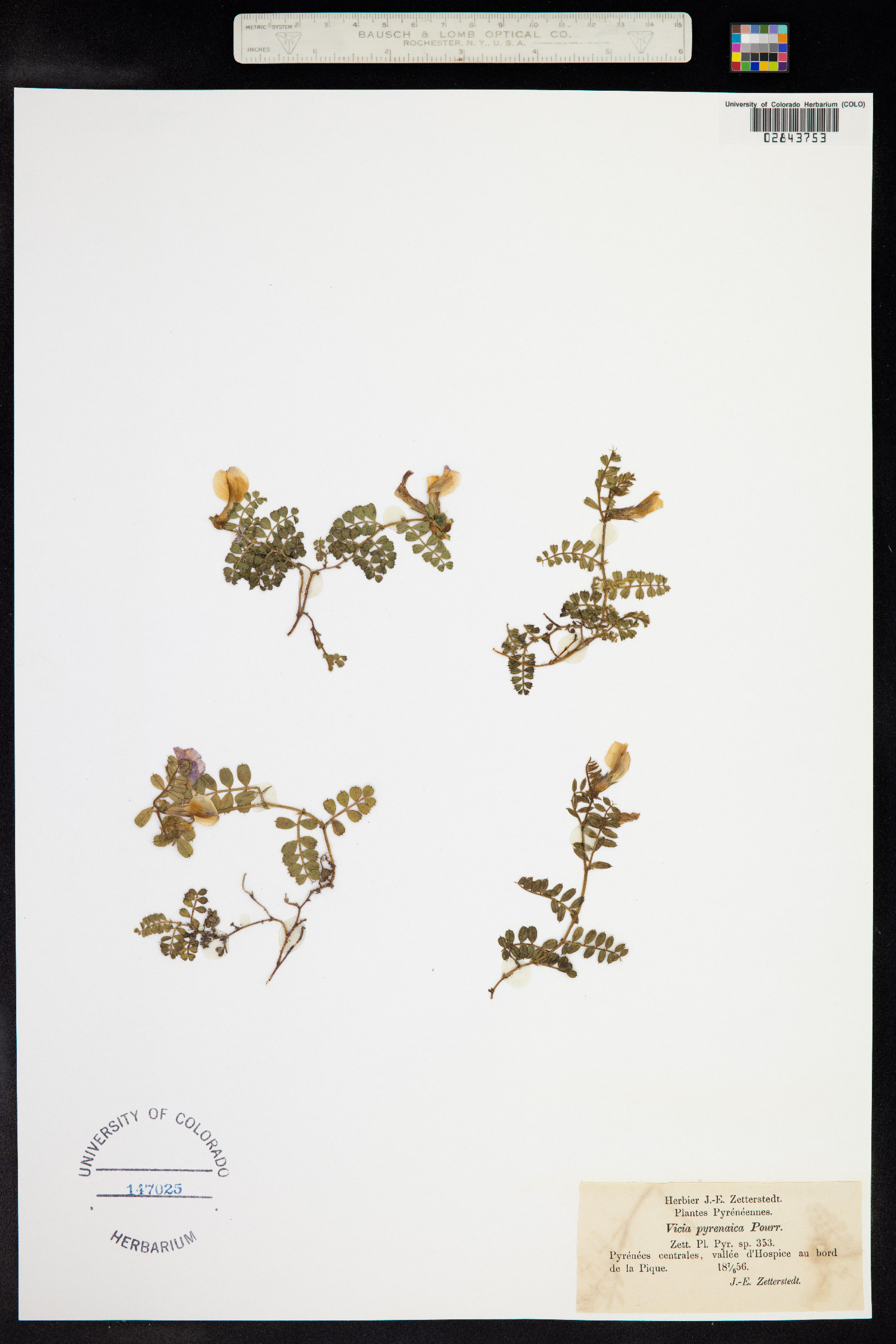 Vicia pyrenaica image