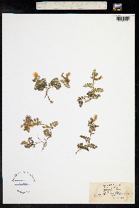 Vicia pyrenaica image