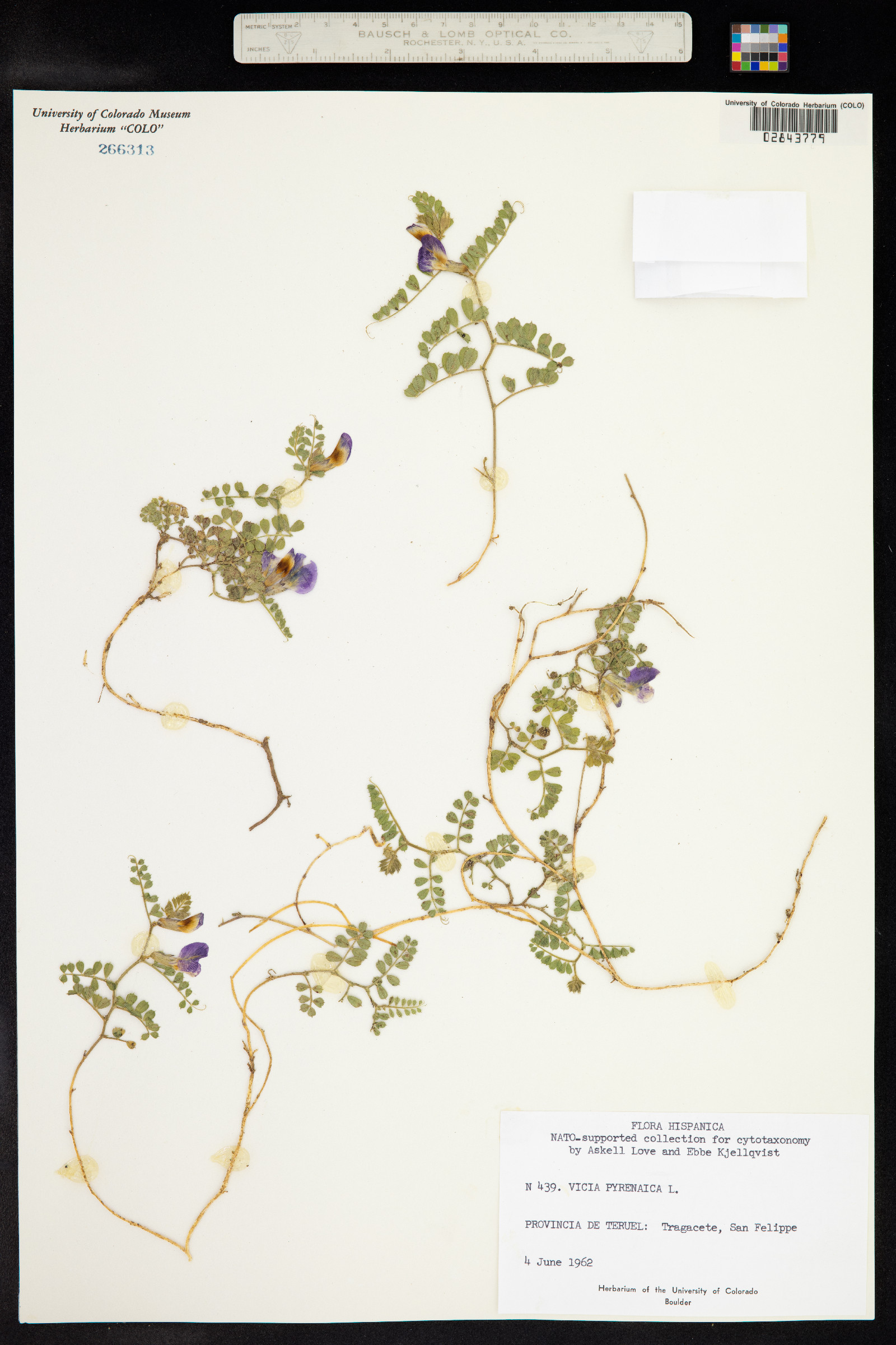 Vicia pyrenaica image