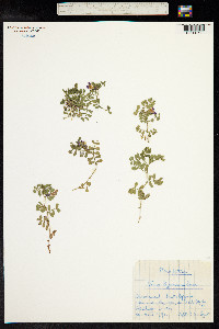 Vicia pyrenaica image