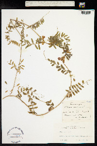 Vicia sativa image