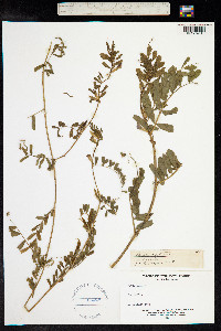 Vicia sativa image