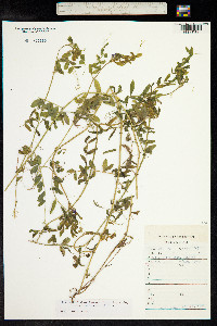 Vicia sativa image