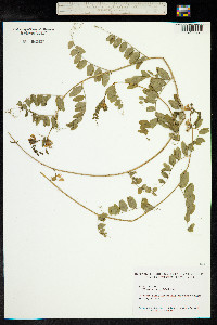 Vicia sepium image