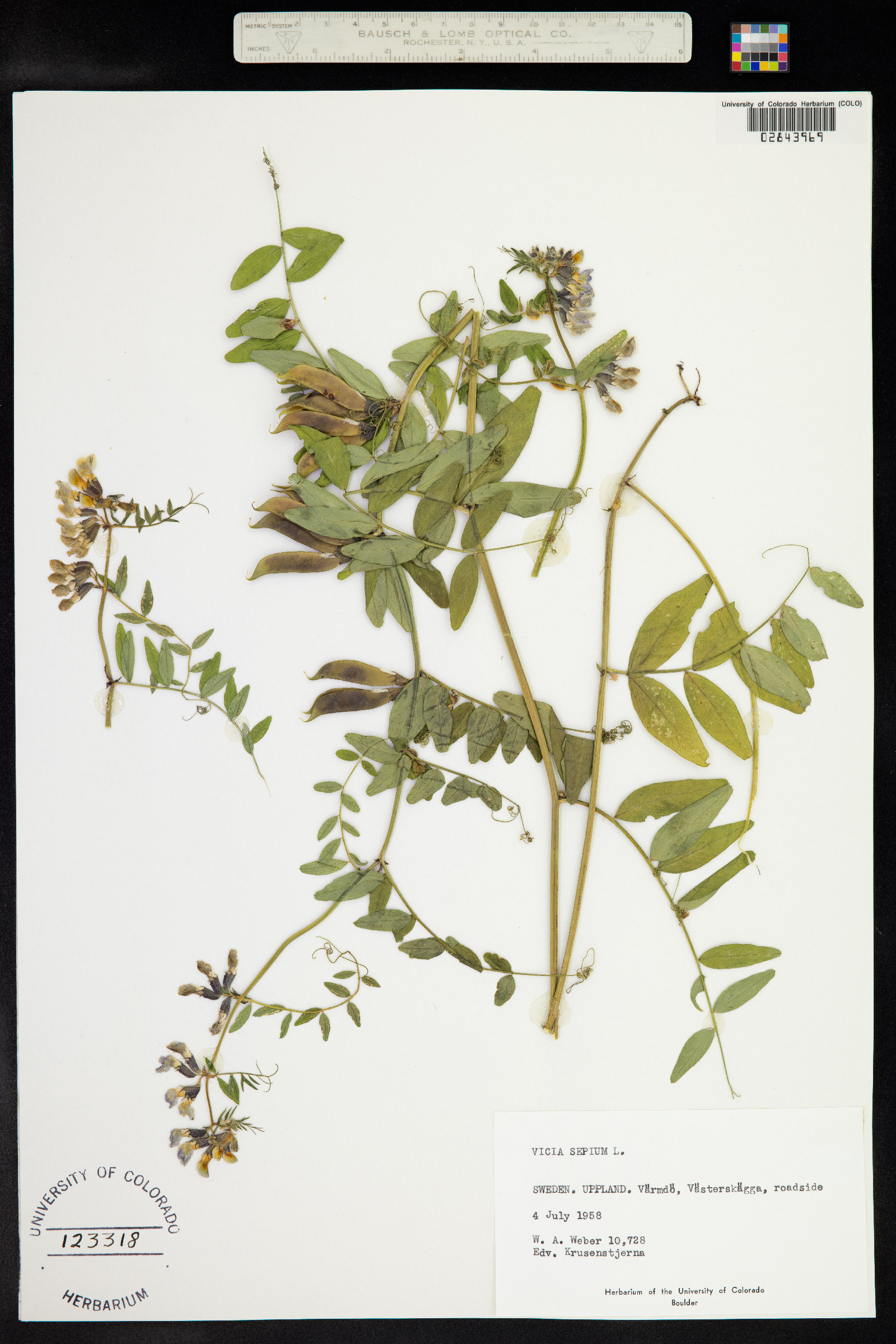 Vicia sepium image