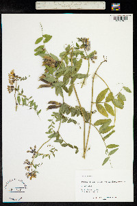 Vicia sepium image