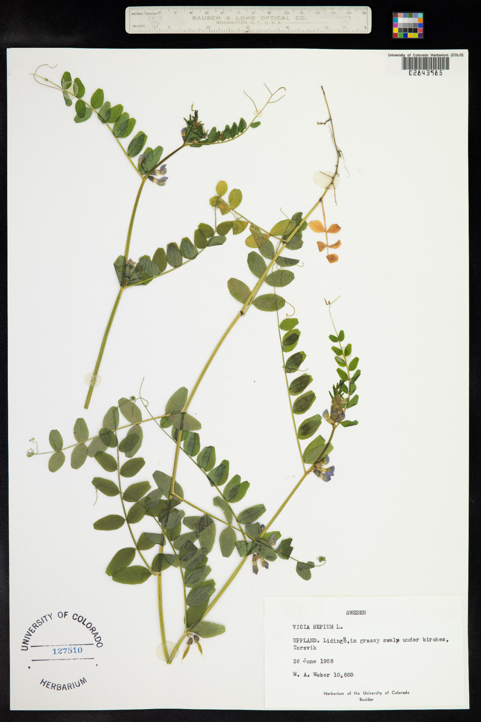 Vicia sepium image