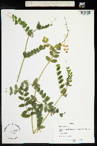 Vicia sepium image